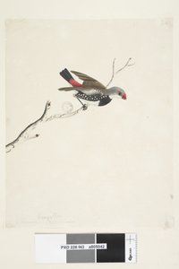 Sivu 43. Hapsut. otsikon alla eri kädessä helmikuussa. Luonnollinen koko Diamond Firetail Stagonopleura guttata, 1791-92 tekijältä Unknown artist