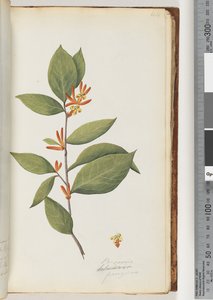 Page 44. Persoonia / Schraderia ferruginea tekijältä Unknown artist