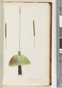 Sivu 46. Xanthorrhoea Hastile Grass puu tekijältä Unknown artist