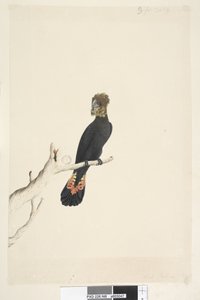 Sivu 48. Musta kakadu. alhaalla vasemmalla eri kädessä Pienennetty asteikolla 1/3 luonnollisesta koosta. Kiiltävä musta kakadu Calyptorhynchus lathami, naaras, 1791-92 tekijältä Unknown artist