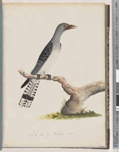 Sivu 49. Tuntematon lintu. Scythrops tekijältä Unknown artist