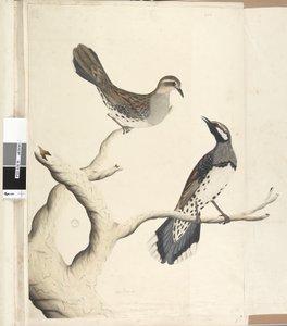 Sivu 4. Turdus. toisella kädellä piirretty luonnollinen koko, joka on ainoat kaksi sellaista, mikä on vielä nähty siirtokunnassa, kesäkuu 1792 täpliviiriäinen rastas Cinclosoma punctatum, 1791-92 tekijältä Unknown artist