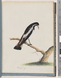 Sivu 50. Harakkakiuru. Corvus cyanoleucos tekijältä Unknown artist