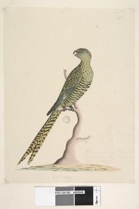 Sivu 50. Tämä on jauhettu papukaija, joka ei koskaan mene puuhun tai hyvin harvoin. alemmassa keskustassa eri kädessä Natl. koko. Maapapukaija Pezoporus wallicus, 1791-92 tekijältä Unknown artist