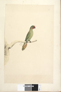 Sivu 51. Luonnonkokoinen Little Lorikeet Glossopsitta pusilla, 1791-92 tekijältä Unknown artist