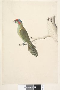 Sivu 52. Luonnollinen koko Musk Lorikeet Glossopsitta concolor, 1791-92 tekijältä Unknown artist