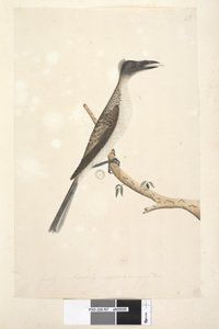 Sivu 57. Tammikuu. Luonnollinen koko, oletetaan olevan nuori lintu Meluisa Friarbird Philemon corniculatus, 1791-92 tekijältä Unknown artist