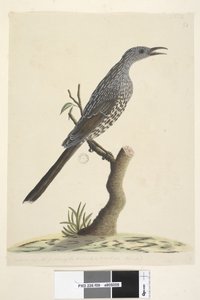 Sivu 59. Luonnollinen koko, pään kaulan ja rintojen höyhenet ovat teräviä. Brush Wattle, Bird Anthochaera chrysoptera, 1791-92 tekijältä Unknown artist