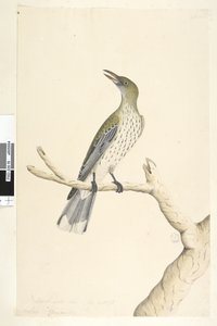 Sivu 5. Oriolus mimetis. otsikon yläpuolella eri kädessä Natural koko. Heinäkuu, iiris epävarma oliivi, selkäoriole Oriolus sagittatus, 1791-92 tekijältä Unknown artist