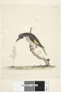 Sivu 61 Luonnonkokoinen Yellow Winged Honeyeater New Holland, 1791-92 tekijältä Unknown artist
