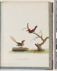 Sivu 66. 1. Scarlet Honeyeater. Certhia/Honeyeater/orientale. 2. Tuntematon lintu. Muscicapa malachura tekijältä Unknown artist