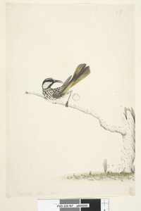 Sivu 67. Luonnollinen koko, kesäkuu Valkoinen, Cheeked Honeyeater Phylidonyris nigra, 1791-92 tekijältä Unknown artist