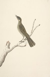 Sivu 68. Luonnollinen koko, August Lewin Honeyeater Meliphaga Lewinii, 1791-92 tekijältä Unknown artist
