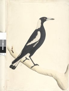 Sivu 6. Barita. otsikon yläpuolella eri kädessä toukokuussa. Luonnollinen koko Musta, Tausta Harakka Gymnorhina tibicen, 1791-92 tekijältä Unknown artist