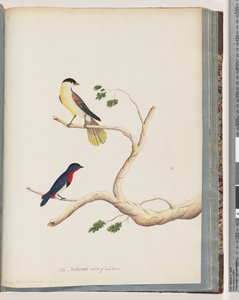 Sivu 70. 1. Tuntematon lintu. Bonnet Warbler tekijältä Unknown artist
