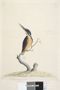 Sivu 74. Ter,re,a,mar tai King Fisher. alhaalla vasemmalla eri kädessä Alcedo. alemmassa keskellä kolmannessa kädessä Luonnollinen koko Azure Kingfisher Alyone azurea, 1791-92 tekijältä Unknown artist