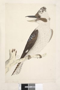 Sivu 75. Dacelo. alareunaa pitkin eri kädessä Luonnollinen koko. Ulko- ja keskivarvas on yhdistetty toiseen niveleen, keski- ja sisävarvas ensimmäiseen. Naurava Jackass Dacelo gigas, 1791-92 tekijältä Unknown artist