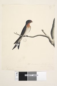 Sivu 77. Hirundo. otsikon yläpuolella eri kädessä maaliskuussa. Luonnollinen koko. oikeassa alakulmassa kolmannessa kädessä The Swallow tai Martin of N.S. Wales. Tervetuloa Swallow Hirundo neoxena, 1791-92 tekijältä Unknown artist