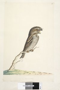 Sivu 78. Caprimulgus. alemmassa keskustassa eri kädessä 1/2 luonnollisesta koosta Tawny Frogmouth Podargus strigoides, 1791-92 tekijältä Unknown artist