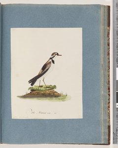 Sivu 79. Mustarintainen Dotterel. Charadrius Hiaticula tekijältä Unknown artist