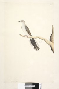 Sivu 80. Columba. otsikon yläpuolella eri kädessä toukokuussa. Luonnonkokoinen Diamond Dove Geopelia cuneata, 1791-92 tekijältä Unknown artist