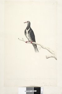 Sivu 81. Wunga, Wungee Pigeon. Piirretty asteikolla 1/2 luonnollisesta koosta. Kaksi näistä kyyhkyistä nähtiin nyt ensimmäistä kertaa joulukuussa 1791... samanlaisia kuin... Wonga Pigeon Leucosarcia melanoleuca, 1791-92 tekijältä Unknown artist