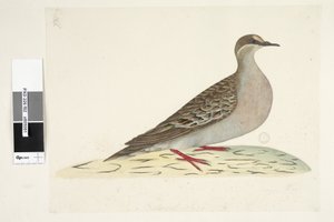 Sivu 82. Pronssisiipi. alempana keskellä eri kädessä Luonnollinen koko Tavallinen pronssikyyhky Phaps chalcoptera, 1791-92 tekijältä Unknown artist