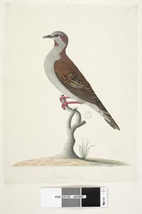 Sivu 83. Pronssisiivekäs kyyhkynen. alempana keskellä eri kädessä Luonnollinen koko Harja Bronzewing Pigeon Phaps elegans, 1791-92 tekijältä Unknown artist