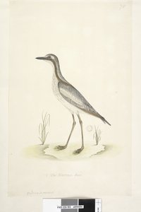 Sivu 85. Oedicnemus. alempana keskellä eri kädessä 1/2 luonnollista kokoa Southern Stone, Curlew Burhinus magnirostris, 1791-92 tekijältä Unknown artist
