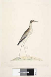 Sivu 86. Yön lintu. Oedicnemus. alareunaa pitkin eri kädessä Tämä lintu mitattuna setelin kärjestä ulospäin. midl. varvas 30 tuumaa Southern Stone, Curlew Burhinus magnirostris, 1791-92 tekijältä Unknown artist