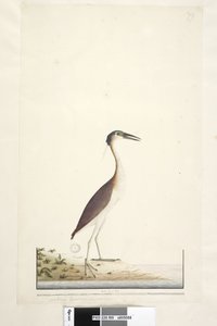 Sivu 89. Ardea ..?.. Nankeen Night, Heron Nycticorax caledonicus, 1791-92 tekijältä Unknown artist