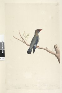 Sivu 8. Coraciae. alareunaa pitkin eri kädessä lokakuussa. Puoleen linnun koosta pienennetty piirustus on otettu Dollarista, Bird Eurystomus orientalis, 1791-92 tekijältä Unknown artist