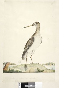 Sivu 92. Scolopax. otsikon yläpuolella eri kädessä joulukuussa. Luonnonkokoinen, epävarma iiris, japanilainen taivakka Gallinago hardwickii, 1791-92 tekijältä Unknown artist