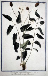 Pimprenelle: Pimpinella Sanguisorba major. tekijältä Unknown artist