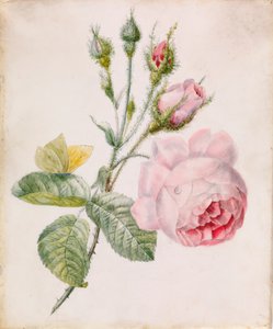 Vaaleanpunainen ruusu ja keltainen perhonen tekijältä Unknown artist