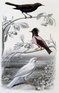 Luonnonhistoriallinen levy: Blackbird, white blackbird ja pink blackbird - teoksessa "Oeuvres de Buffon", toim. Furne Jouvet & cie, Pariisi tekijältä Unknown artist