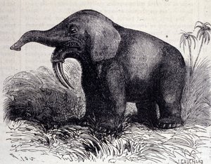 Esihistoria: Dinotheriumin esitys, pachynahkatyyppi. tekijältä Unknown artist