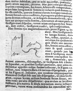 Hedelmäpuun siemenen kuvaus Hollantilaisen kauppiaan ja tiedemiehen Antoine van Leeuwenhoekin (tai Leeuvenhoek Leeuwenhoeckin) (tai Antoni tai Anthonie) (1632-1723) tekemä kuvaus. Kaiverrus teoksesta "Investigatio Arcanorum" 1722 tekijältä Unknown artist