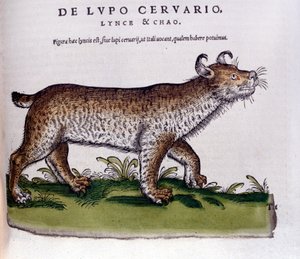 Ilveksen (susi - hirvi) esitys - Historia Animalium de Conrad Gesner (1516 - 1565), Tiguri tekijältä Unknown artist
