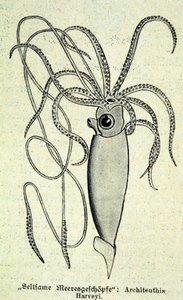 Esitys Architeuthis Harveyistä, jättiläiskalmarista. tekijältä Unknown artist