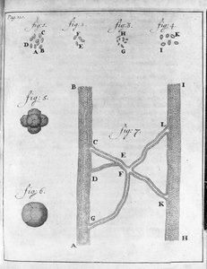 Lohen ja piikkikampelan hematian (punasolujen) esitys Hollantilaisen kauppiaan ja luonnontieteilijän Antoine van Leeuwenhoekin (tai Leeuvenhoek tai Leeuwenhoeck) (tai Antoni tai Anthonie) (1632-1723) kaiverrus "Epistolae Regiam Angli Societatem" tekijältä Unknown artist