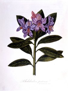 Rhododendron (Rhododendrum Bridges). tekijältä Unknown artist