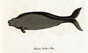 Rhytina Stelleri kutsui myös merilehmää Stelleriksi, näyte katosi 1700-luvulla. tekijältä Unknown artist