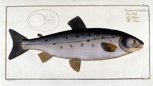 Lohi (Salmo salar), kirjoittanut Marc Elieser Bloch Ichtyologie Paris - Berliini - Lontoo 1787. tekijältä Unknown artist
