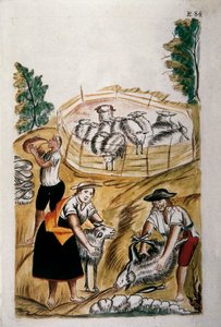Lammasleikkaus, kirjasta "Trujillo of Peru" tai "Codex Martinez Companion", Baltazar Martinez Companion ja Bujanda, Trujillon piispa (1782-1785) tekijältä Unknown artist