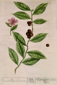Sinensis-teekasvi - kasvitieteellinen lauta tekijältä Unknown artist