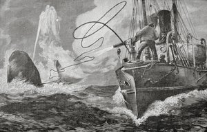 Höyrylaivat valaanpyyntialuksina tekijältä Unknown artist