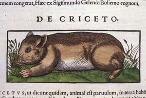 Hamsteri eläinten historiassa, Conrad Gesner (1516 - 1565), Tiguri tekijältä Unknown artist
