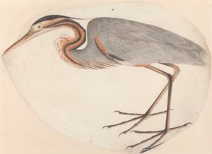 Purple Heron tekijältä Unknown artist