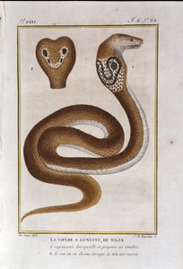 Kehyskyy tai Naja. Lauta, joka on otettu luonnontieteilijä Georges Louis Leclercin, Buffonin kreivin (1707 - 1788) "" Buffonin teosten"" luonnonhistorian petoksesta. 1800-luvulla tekijältä Unknown artist